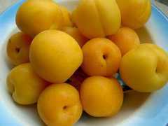 许昌区域规模大的优质甜杏种植基地 甜杏