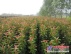 树高2.2米观赏海棠/辽宁利源园林工程公司