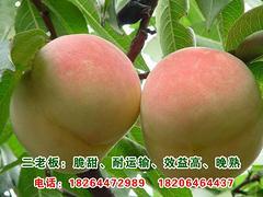 哪里能买到划算的二老板桃苗_供应二老板桃苗