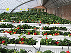 佳通温室专业提供草莓大棚——建设草莓大棚