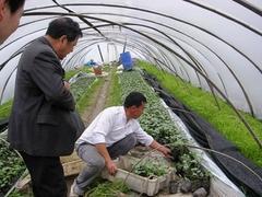 冠辰塑料廠供應實惠的西瓜專用膜 西瓜專用膜廠家供應