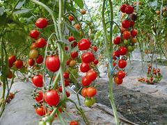 优质西红柿种子当选圣美金晶农膜：西红柿种子批发