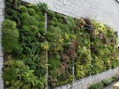 植物墙设计就来御景园，墙体美化装饰哪里有