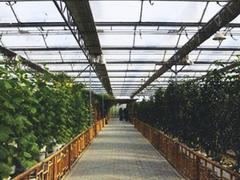 专业建造花卉大棚温室_山东安全的花卉大棚温室建造