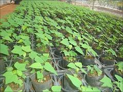 供应海南物超所值的组培木瓜苗——琼海组培木瓜苗