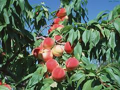 菏澤桃樹苗——山東高產桃樹苗基地哪家好