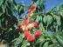 想要抢手的映霜红桃苗就来绿然种植养殖合作社_优质映霜红桃树苗