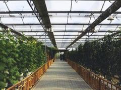 优质的花卉大棚温室建造就在金阳温室工程公司：建设花卉大棚温室