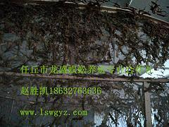 有信誉度的河北省任丘市龙盛蜈蚣养殖专业合作社您的不二选择：厂家供应壁虎销售