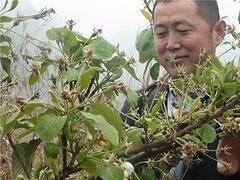 价格合理的广西山楂苗：优惠的广西山楂苗优选桂林中田大山楂