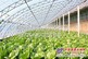 【告诉我！】【宁夏蔬菜温室大棚工程】【新疆蔬菜温室大棚施工】