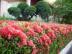 具有价值的广西小叶龙船花市场价格情况——柳州花卉苗木