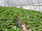 泰安牛奶草莓苗