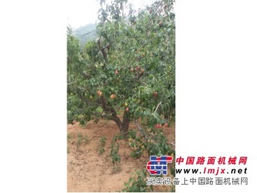 【山和山庄】烟台农家乐 烟台桃子采摘 烟台老婆梨批发