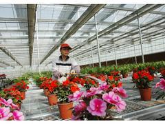 提供的花卉大棚建设——浙江花卉大棚建造