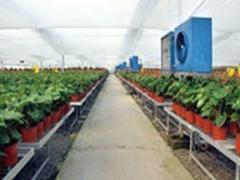 哪里的花卉大棚温室比较好|山西花卉大棚温室