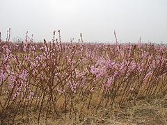 潍坊提供可信赖的桃树苗种植技术指导：映霜红桃苗种植技术指导