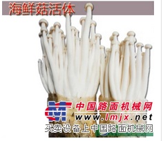 海鲜菇活体批发/成都市陆林菌业