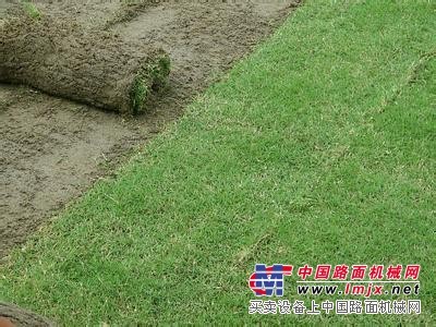 【廠家供應】安徽矮生百慕大草坪公司|安徽矮生百慕大草坪哪家好|安徽矮生百慕大草坪