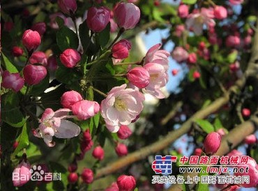 泰安西府海棠/泰安鲁兴园艺