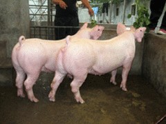 济南长大二元母猪 大量供应口碑好的长大二元母猪