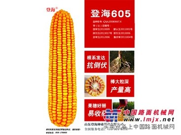 科学育种！海南玉米种子基地 认准五岳登海