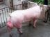 青州大白猪：供应山东质量好的大白公猪