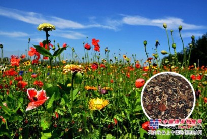 郑州高羊茅种子——供应郑州优惠的草种花种