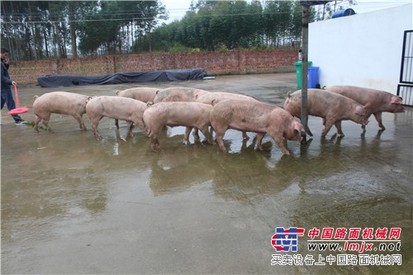南宁专业的杀猪_厂家直销|广西生猪屠宰场哪家好