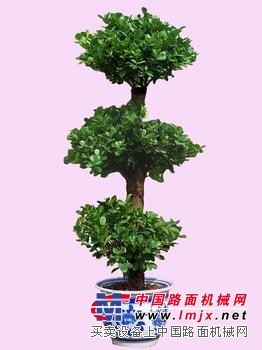 花木价格|要找专业的花木租赁绿化养护就选众芳园艺