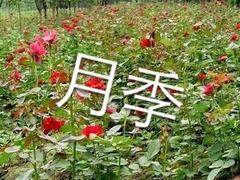 山东专业的草花——大量月季
