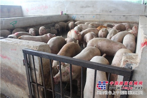 新又鲜畜禽提供好的广西屠宰，广西优质的生猪生羊批发
