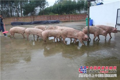 上等杀猪新又鲜畜禽供应：广西生猪屠宰场