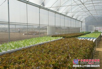 蔬菜温室大棚厂家|福建蔬菜大棚供应