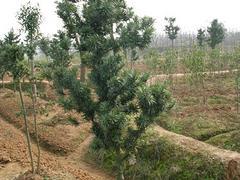 较受欢迎的南宁苗木供应出售 常用绿化苗木