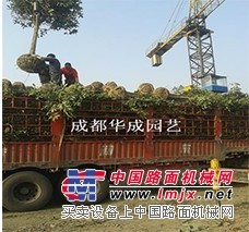 成都桂花销售|易种植的成都桂花推荐
