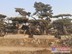 农民福利---山东造型油松基地价格优惠