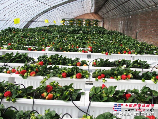 草莓温室建设