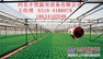 河南温室设备/丰贸温室设备