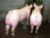 潍坊价格合理的长白种猪哪里有供应 好的长白种猪