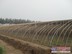 当今的有主柱日光温室大棚搭建行情 有主柱日光温室搭建