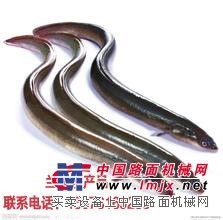 石家莊哪裏賣鮑魚-蘭秀水產品