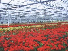 承接花卉温室大棚_去哪找有口碑的花卉大棚温室建造