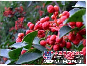 邯鄲花椒批發價格 河北花椒廠家哪家好？ 食為天