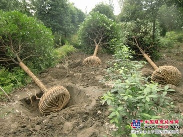 垂柳批发_供应四川无病虫害的成都桂花