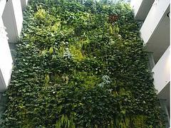 植物墙安装：[兴卉园艺场]高仿真植物墙制造专家