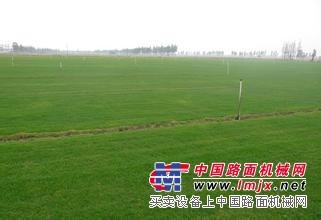 全球：合肥天富道草坪种植*合肥天富道草坪供应商