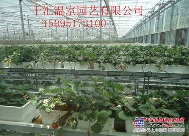 温室大棚公司_新款智能温室大棚推荐