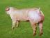 长白种猪价格 潍坊具有口碑的长白种猪供应