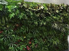 哪里有提供高仿真植物墙：厂家植物墙